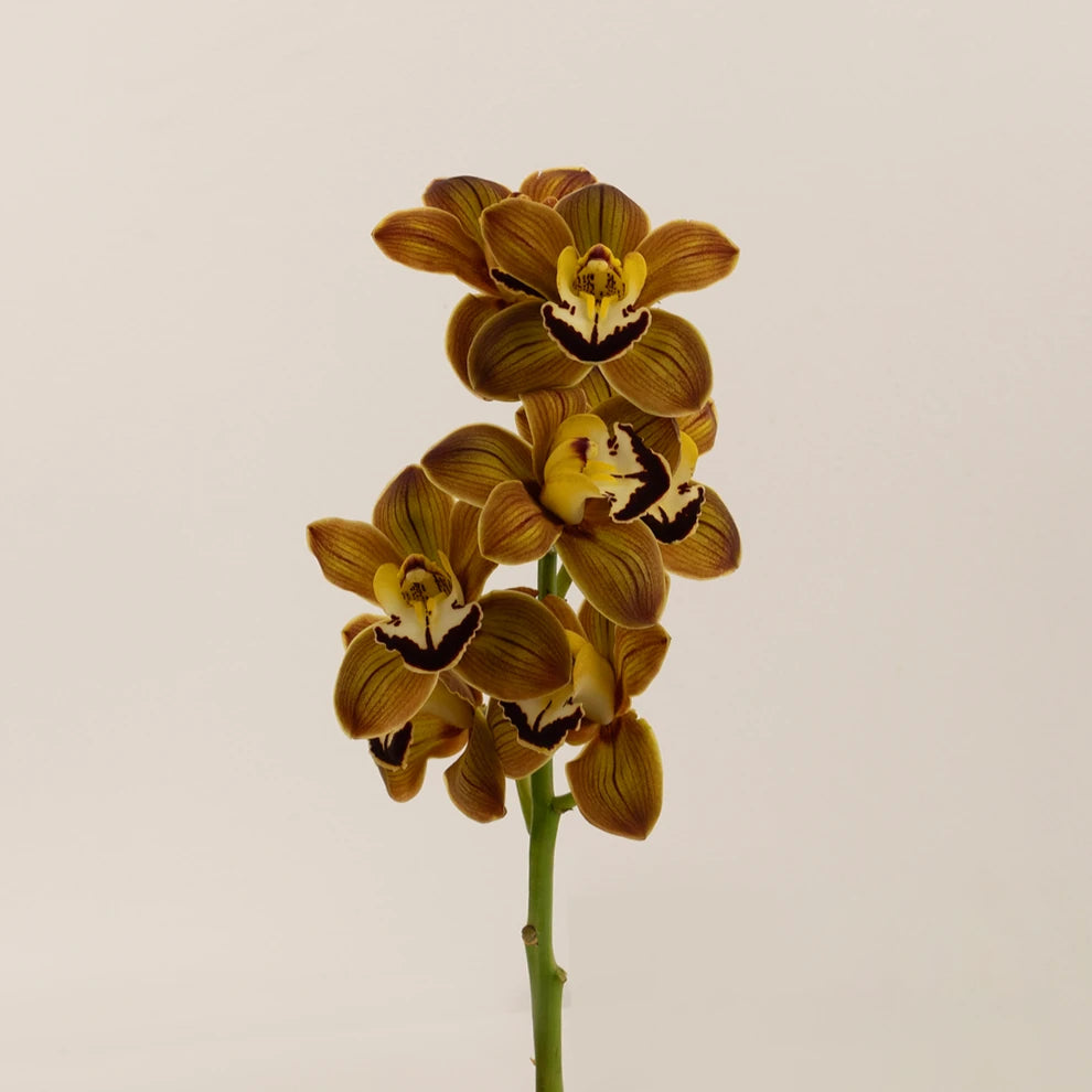 Brown Orchids Mini Cymbidium - main