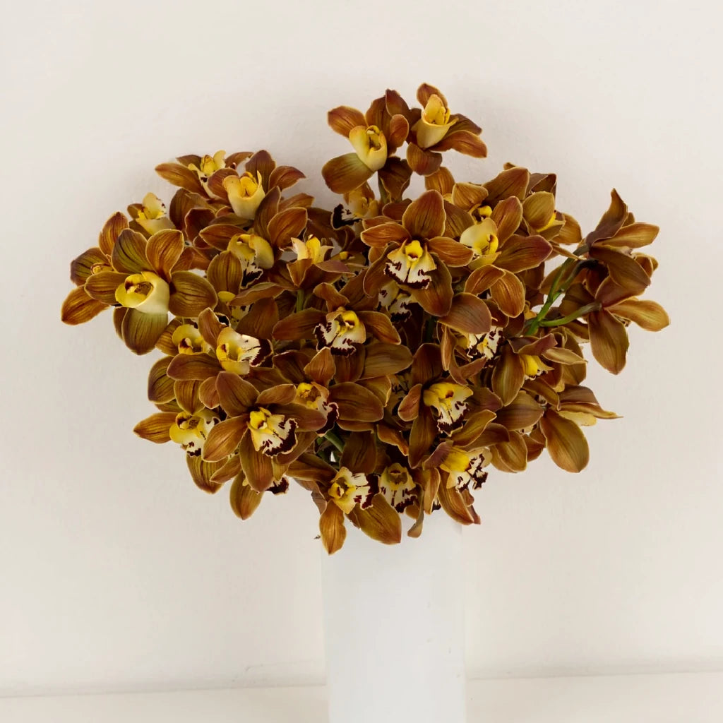 Brown Orchids Mini Cymbidium - alternative 2