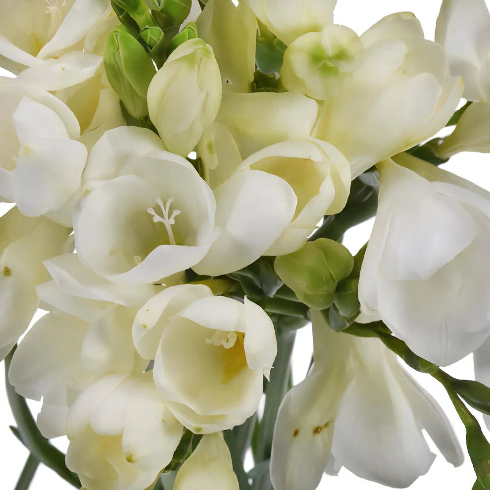 White Freesia - main