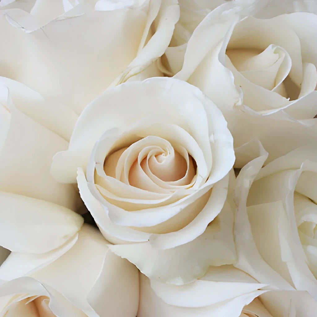 Amelia Roses Standard - alternative 1