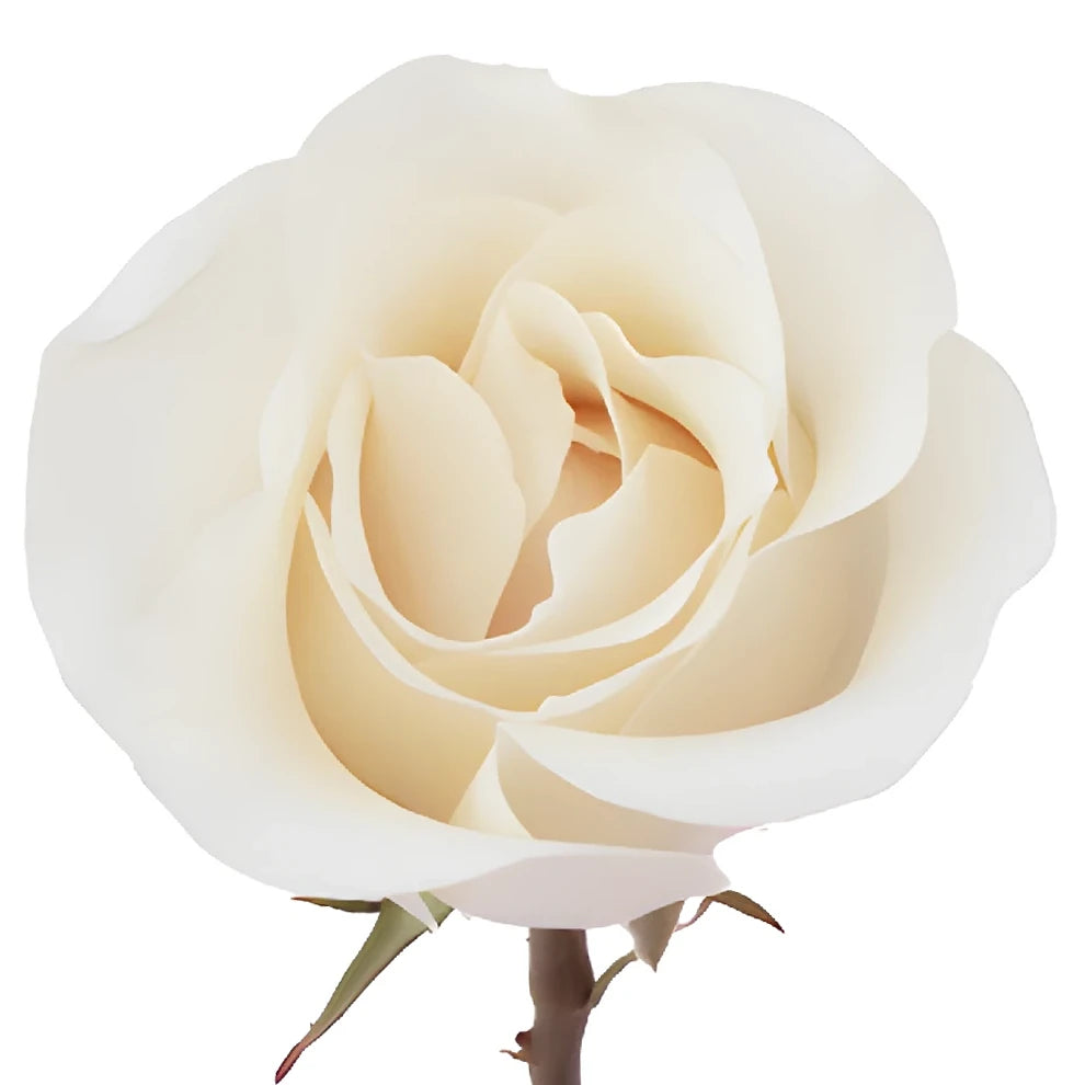Amelia Roses Standard - main