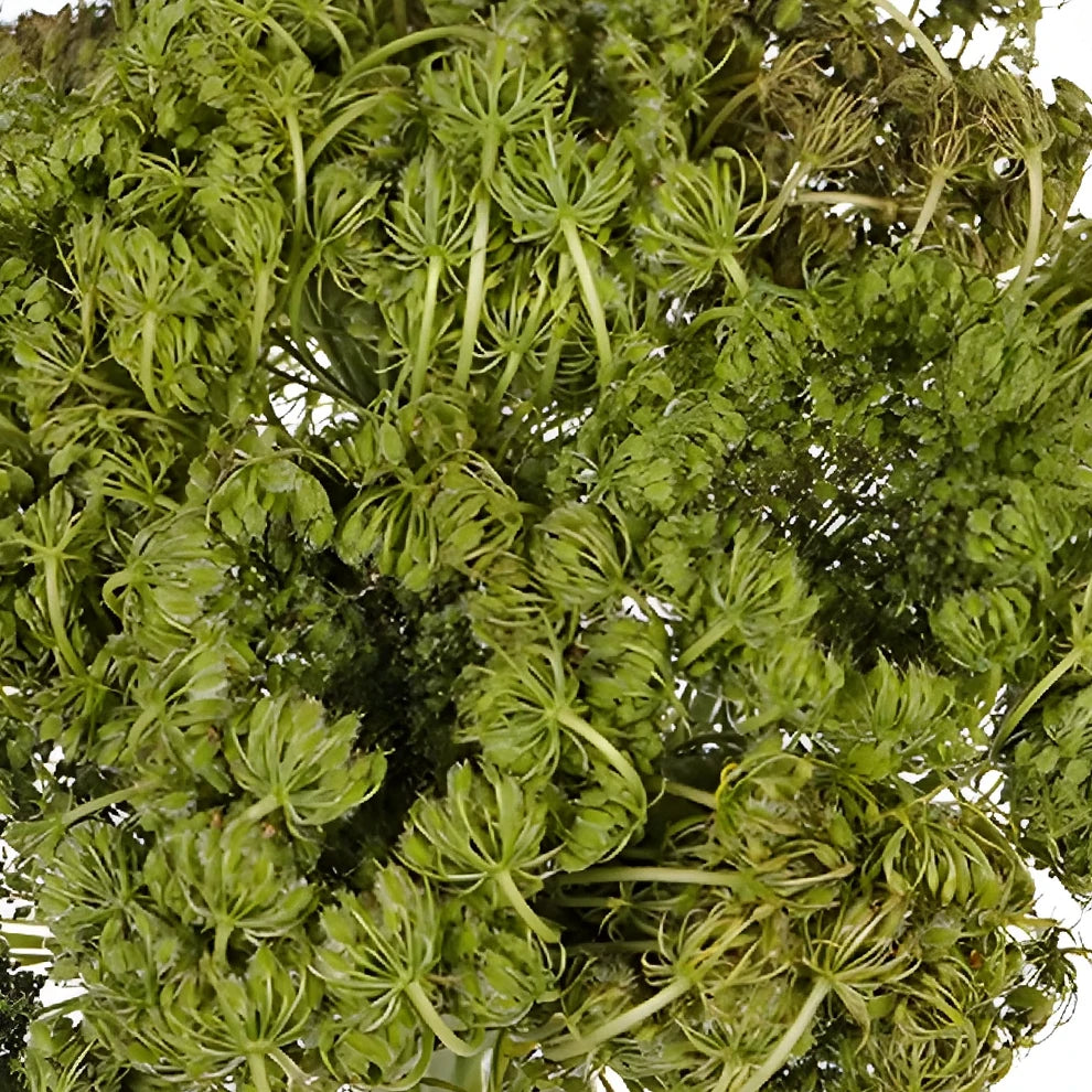 Ammi Majus Bird's Nest Pods - alternative 1