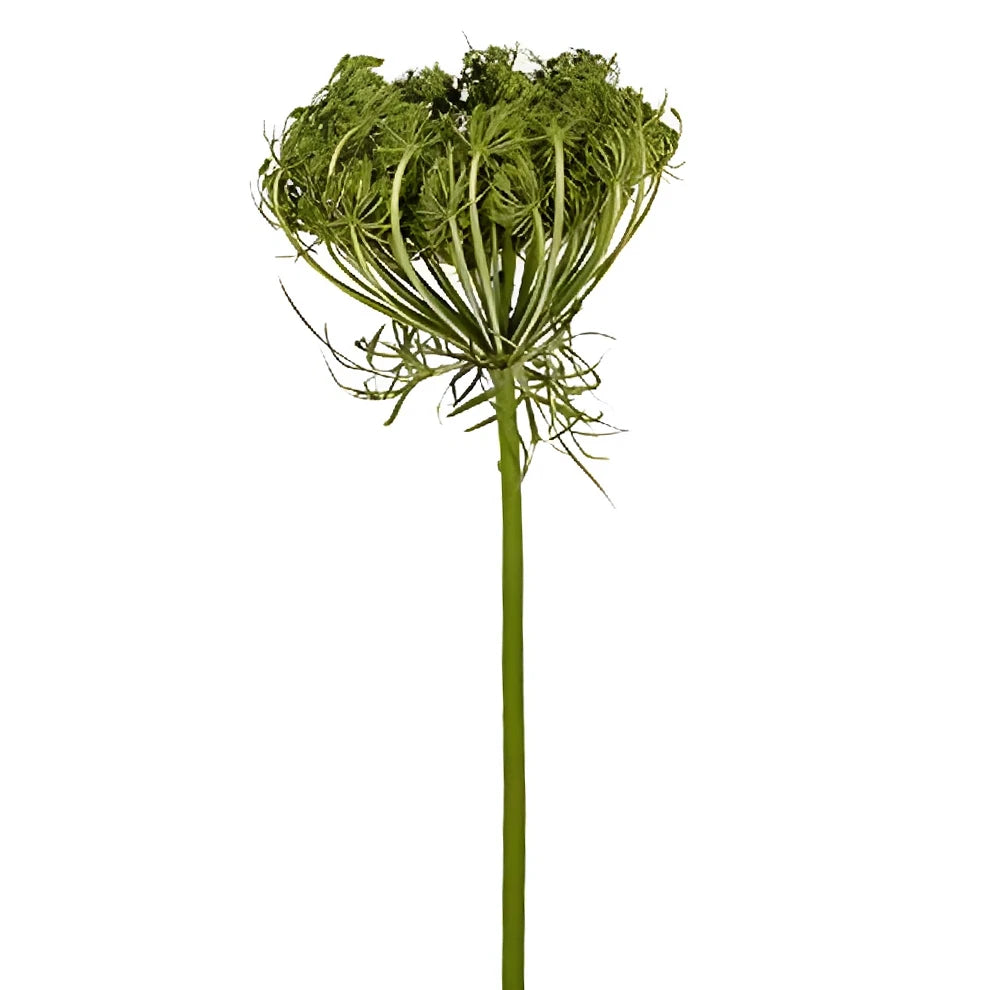 Ammi Majus Bird's Nest Pods - alternative 2