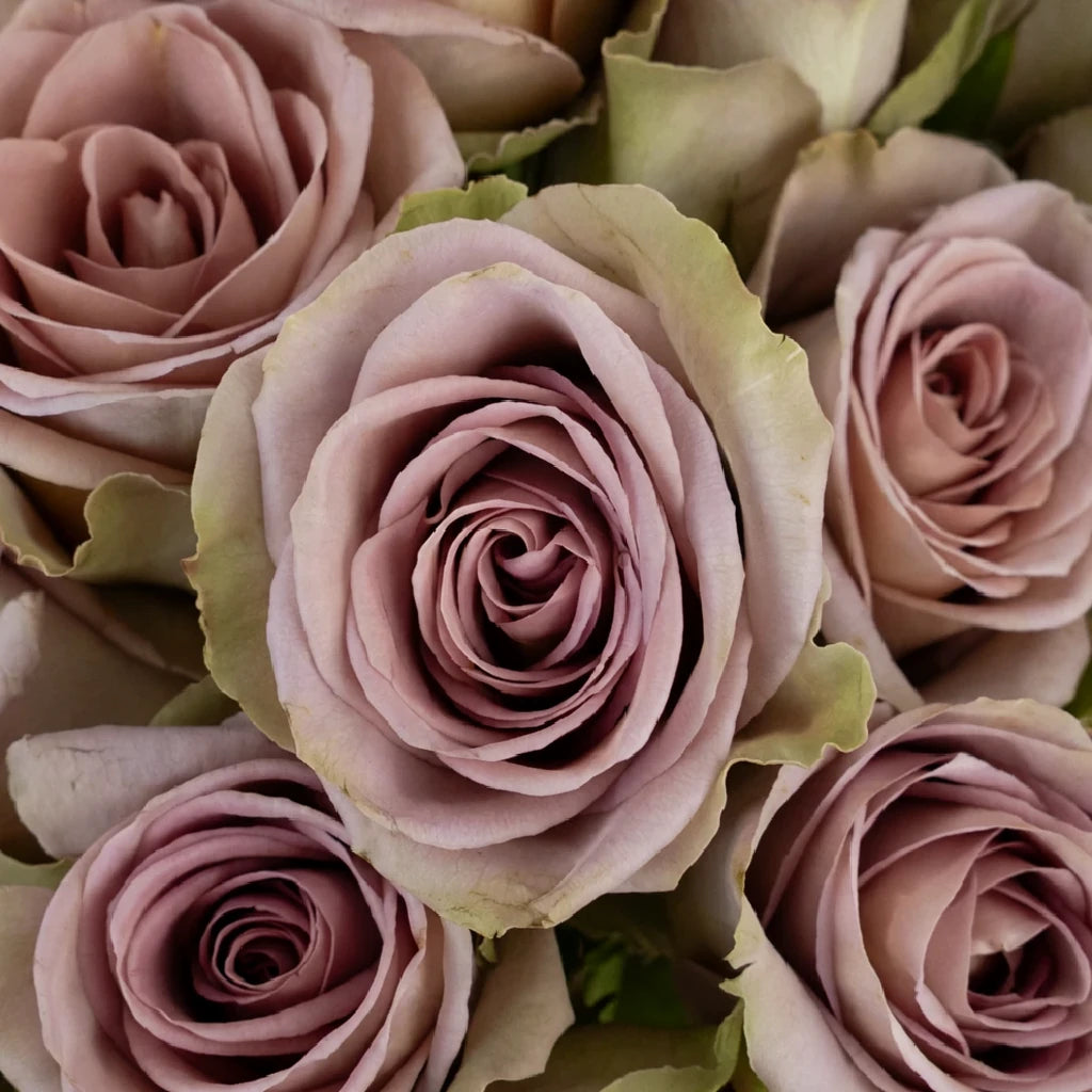 Amnesia Roses Standard - alternative 1