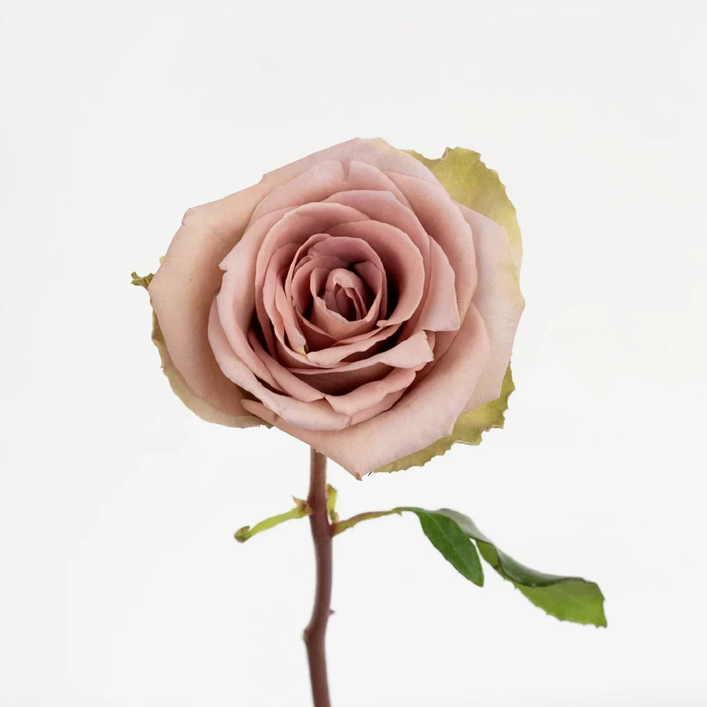 Amnesia Roses Standard - main