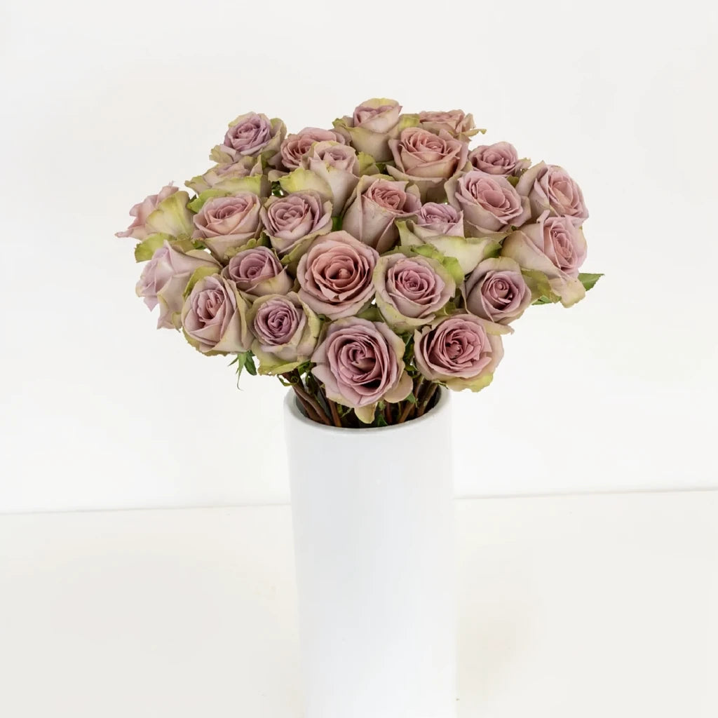 Amnesia Roses Standard - alternative 2