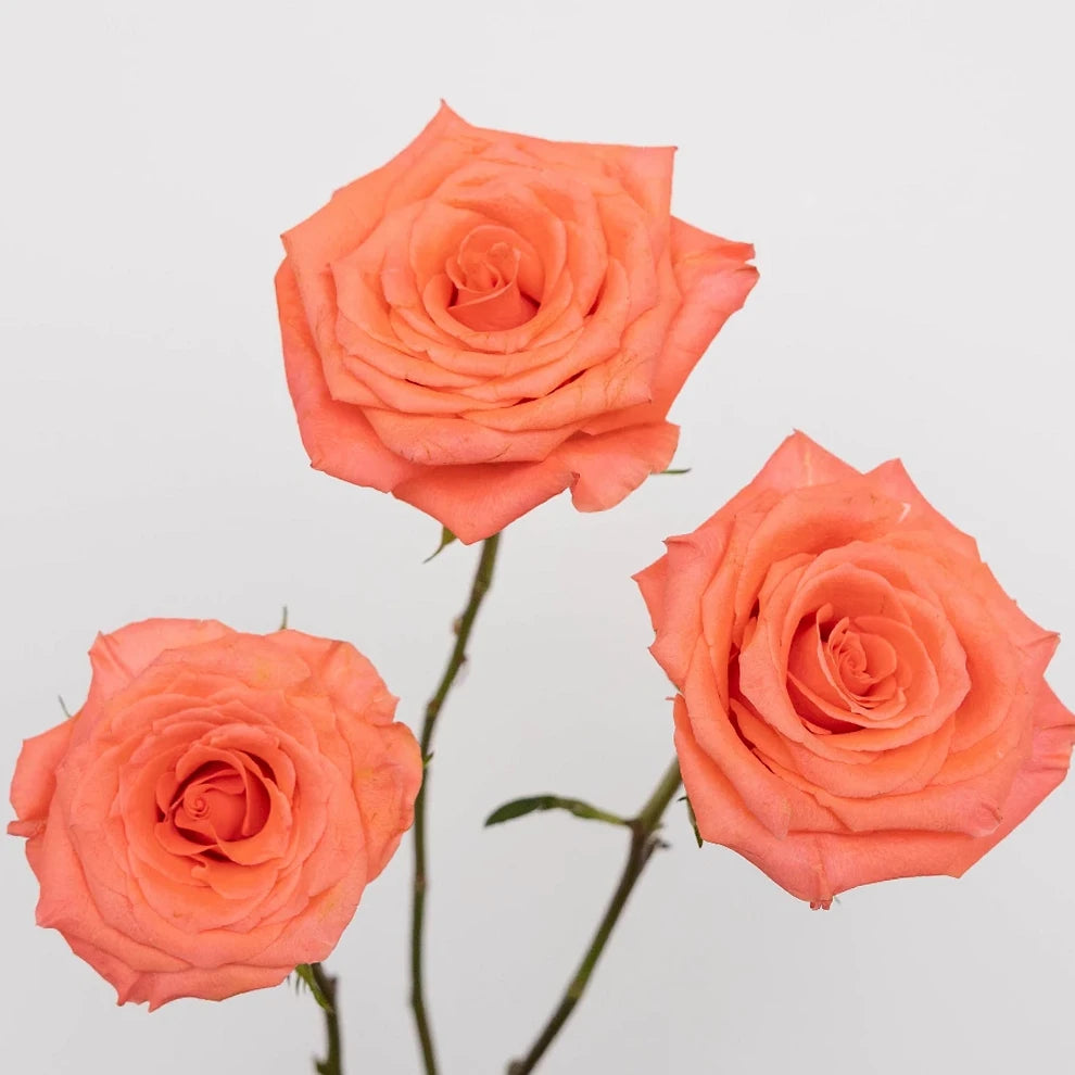 Amsterdam Roses Standard - alternative 1