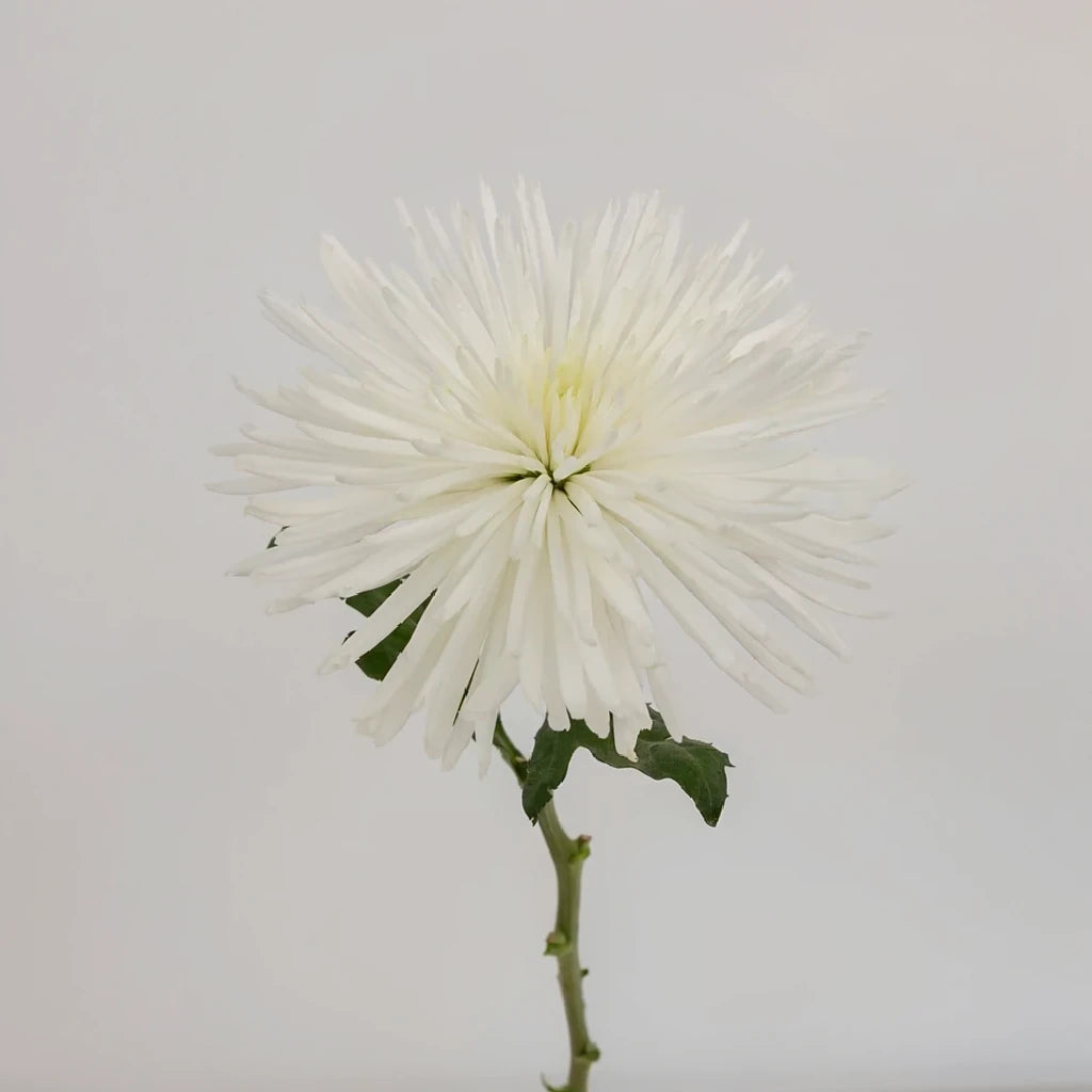 White Spider Mums - main