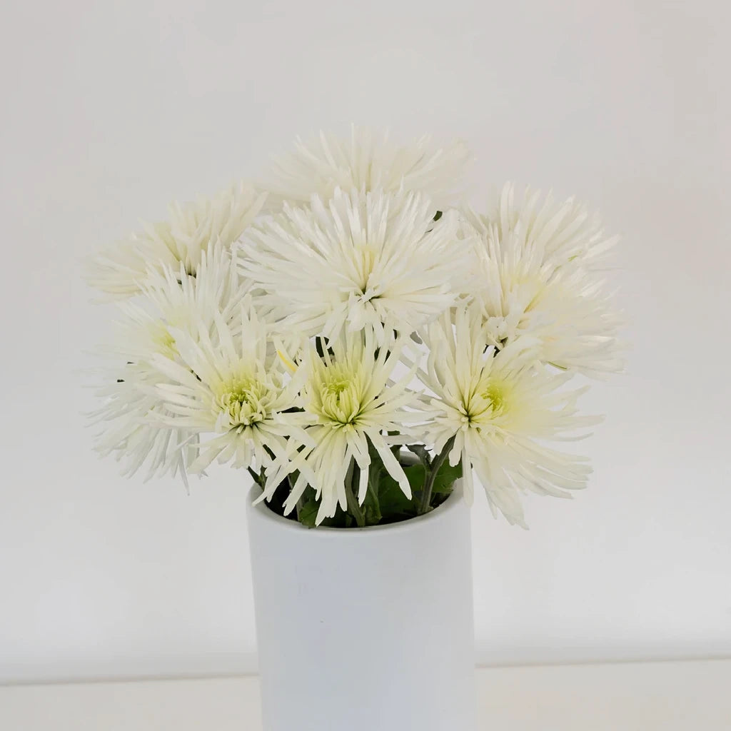 White Spider Mums - alternative 1