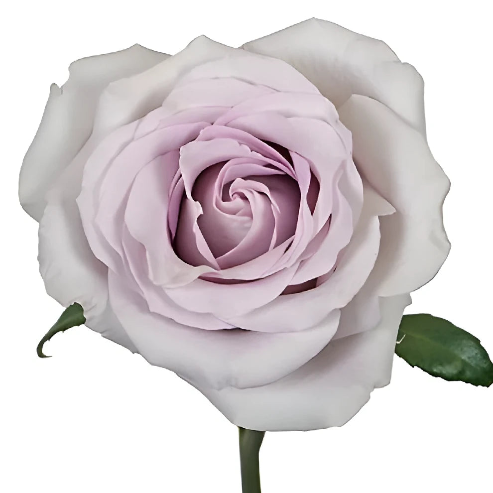 Andrea Roses Standard - alternative 1