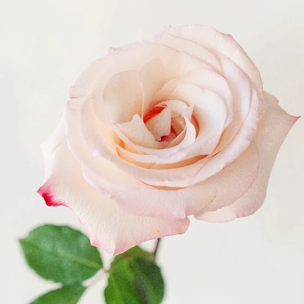 Anna Roses Standard - main