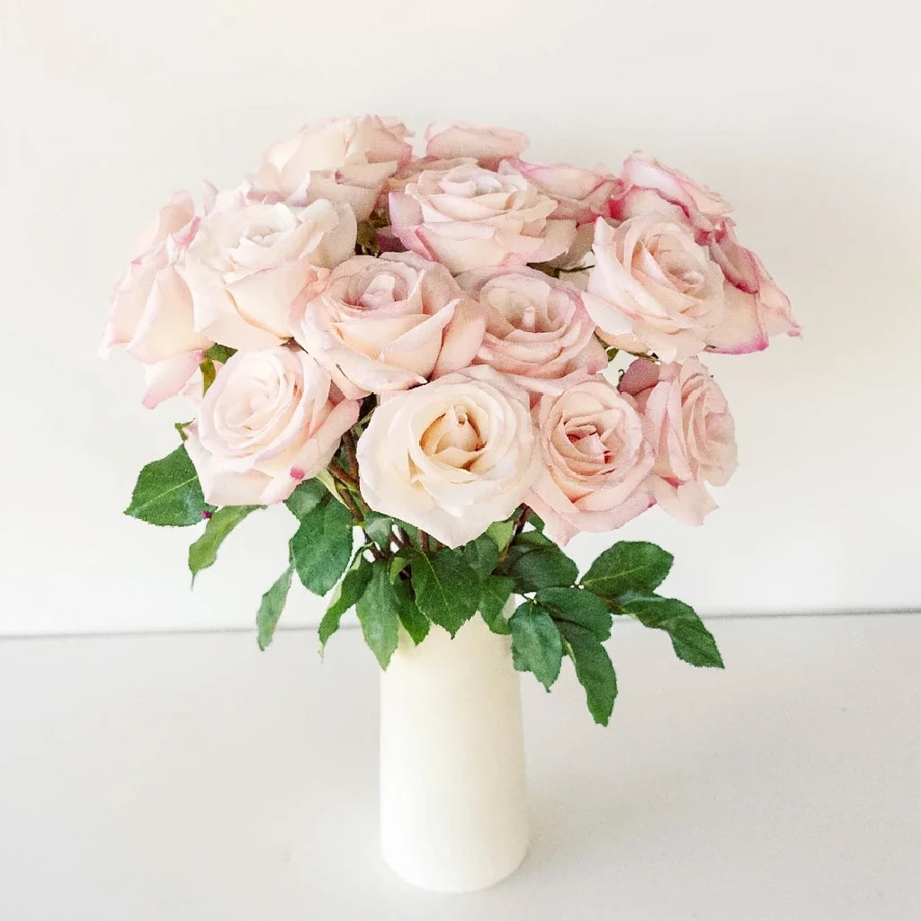 Anna Roses Standard - alternative 1
