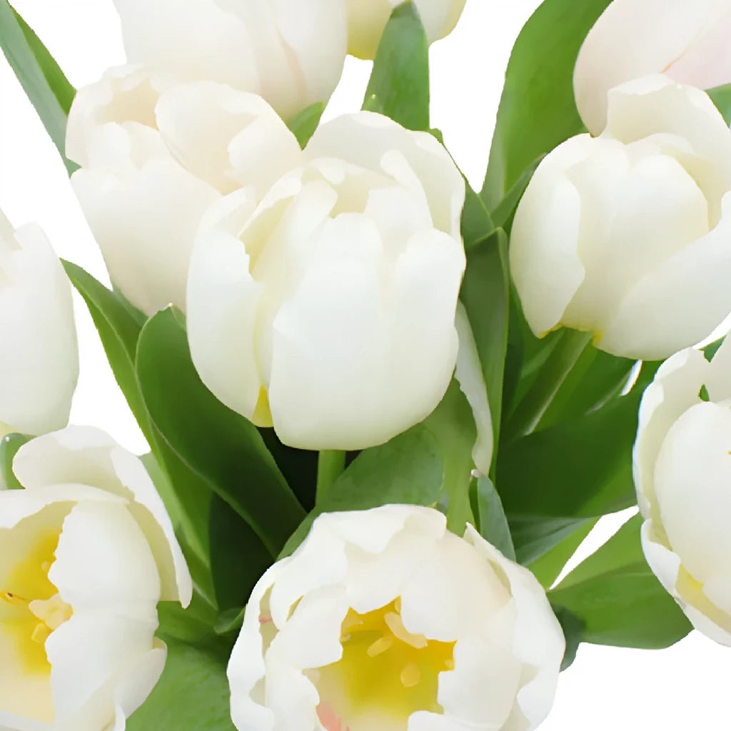 White Tulips Standard - alternative 1