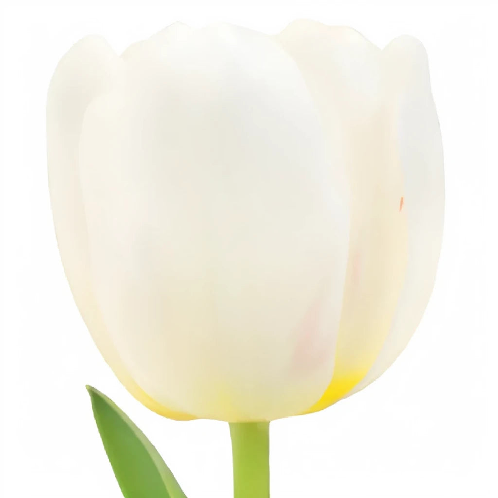 White Tulips Standard - main