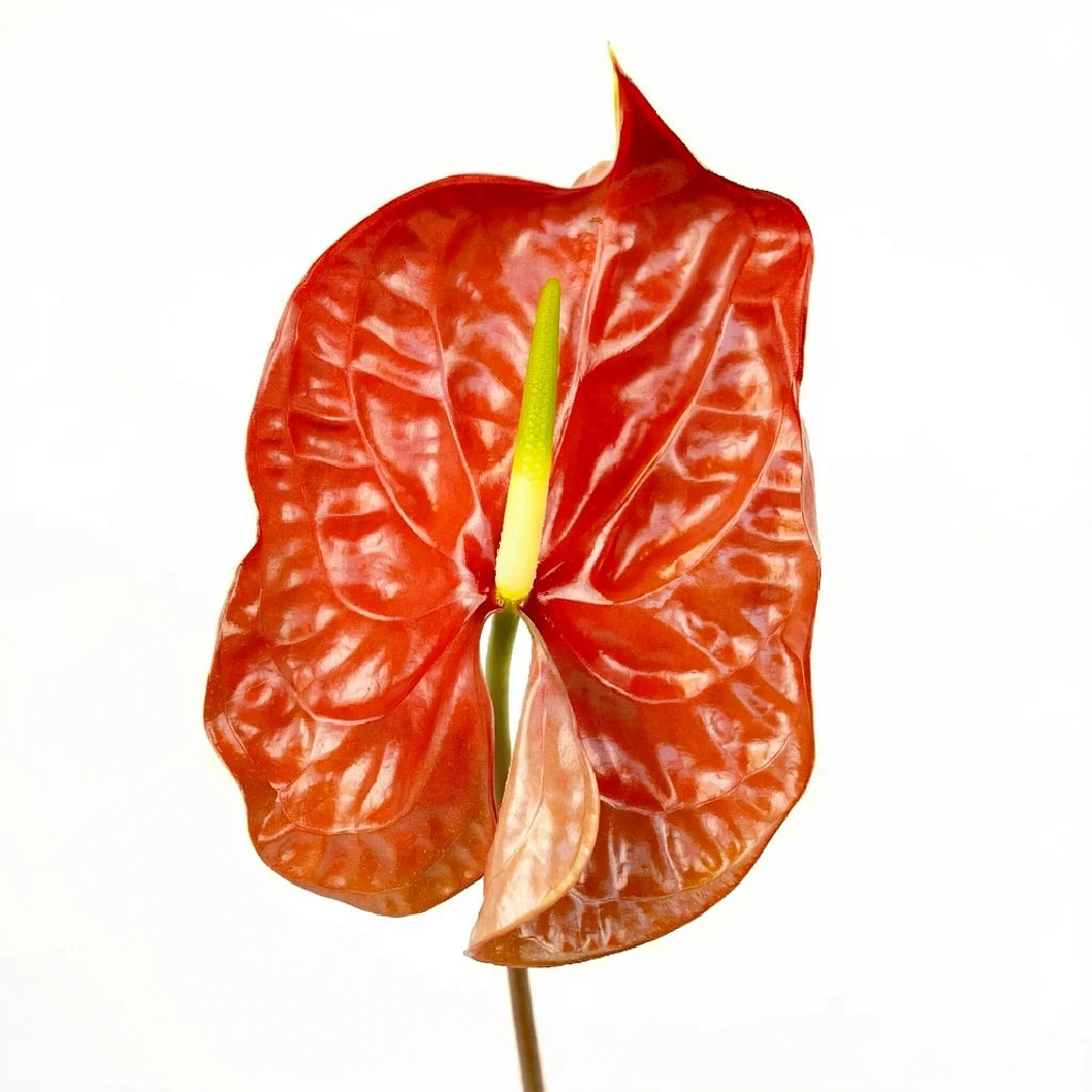Anthurium Tropicals - Brown - alternative 1