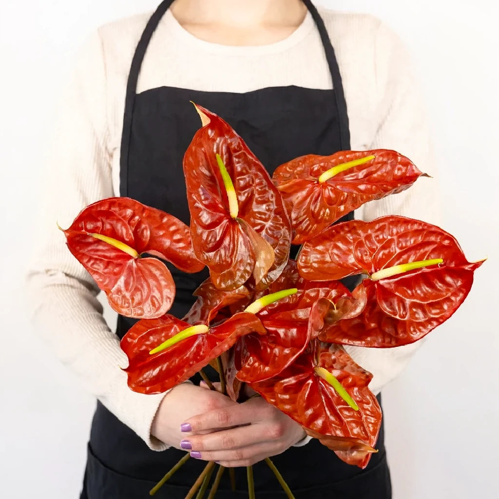 Anthurium Tropicals - Brown - main