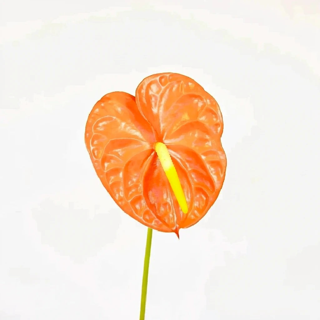 Anthurium Tropicals - Coral - alternative 1