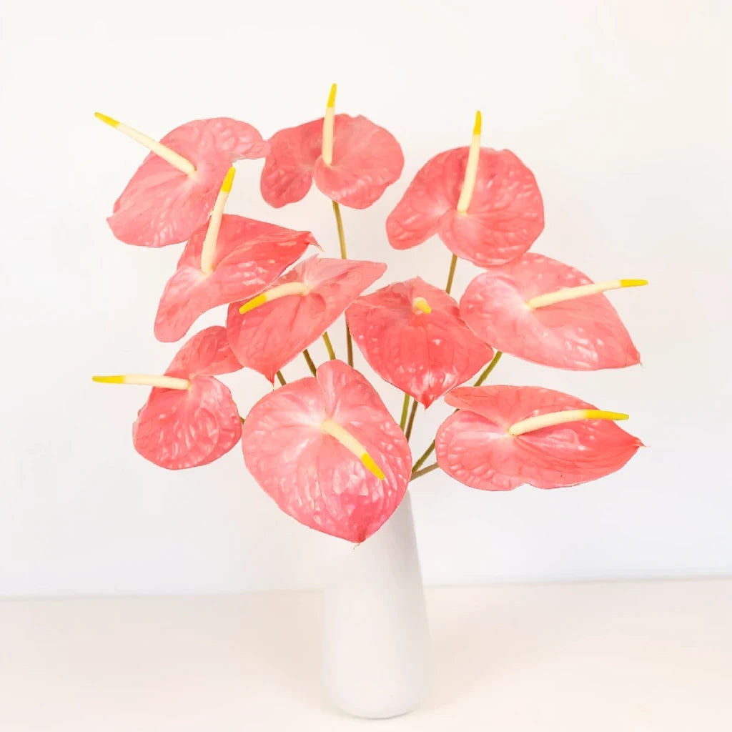 Anthurium Maui Bride Tropicals - alternative 3