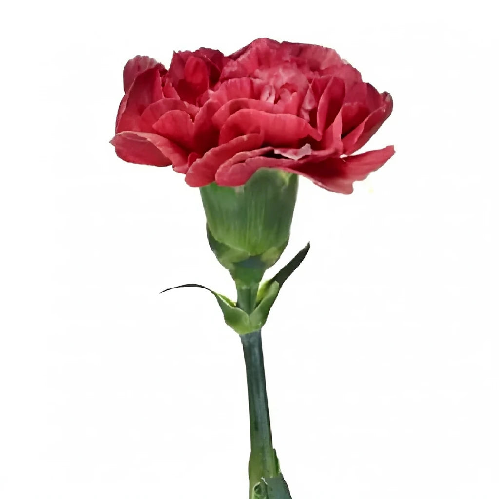 Fabulous Carnations - main