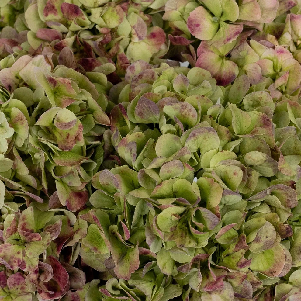 Bicolor Green & Red Hydrangeas Jumbo - main