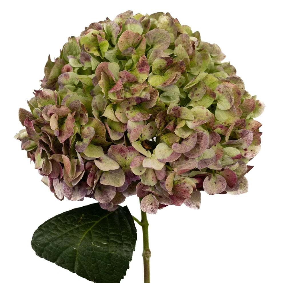 Bicolor Green & Red Hydrangeas Jumbo - alternative 1