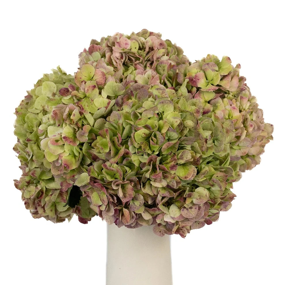 Bicolor Green & Red Hydrangeas Jumbo - alternative 2