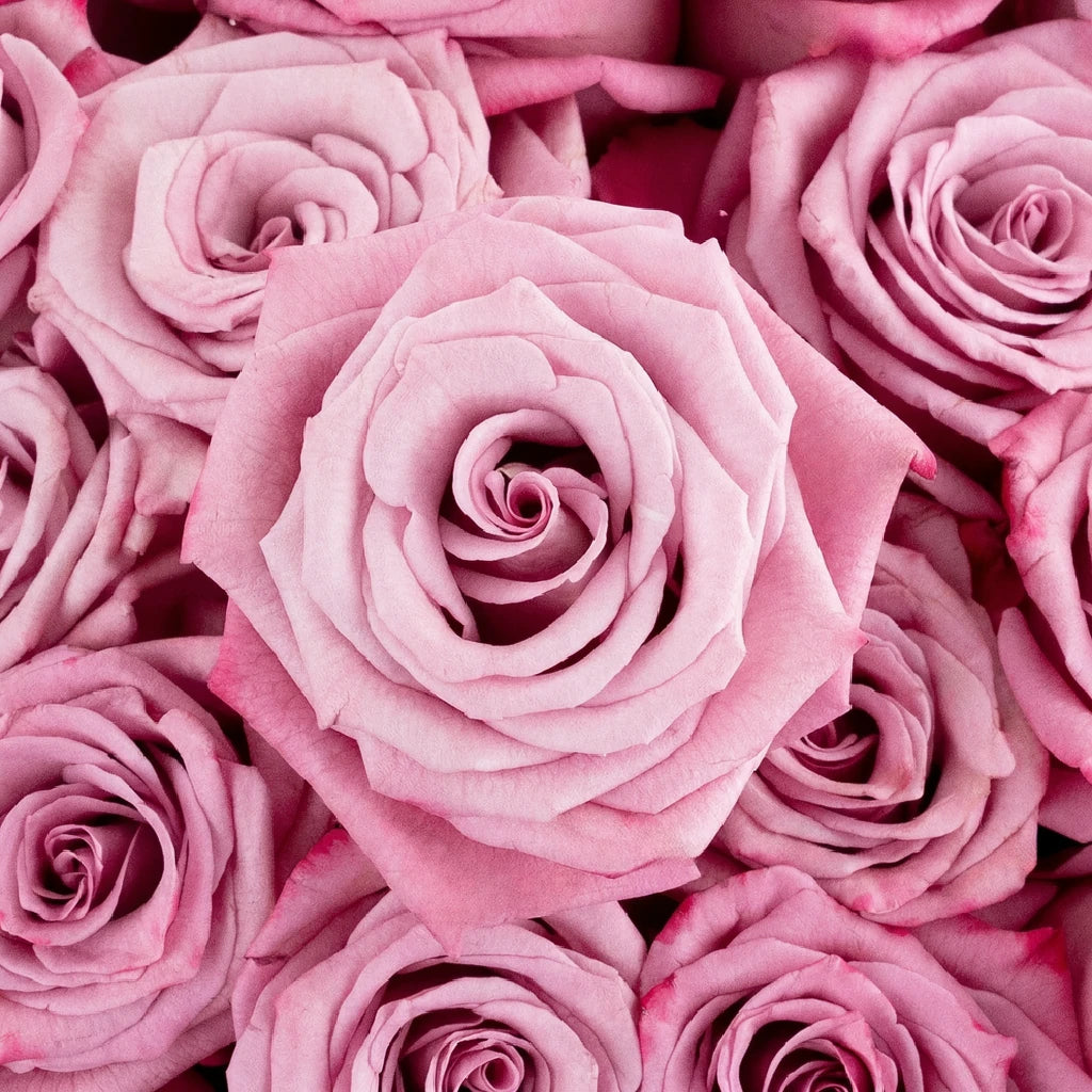 Moody Blues Roses Standard - main