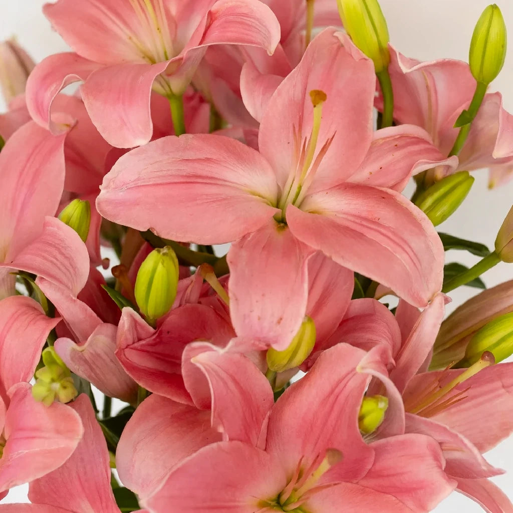 Indian Summerset Lilies Asiatic - alternative 2