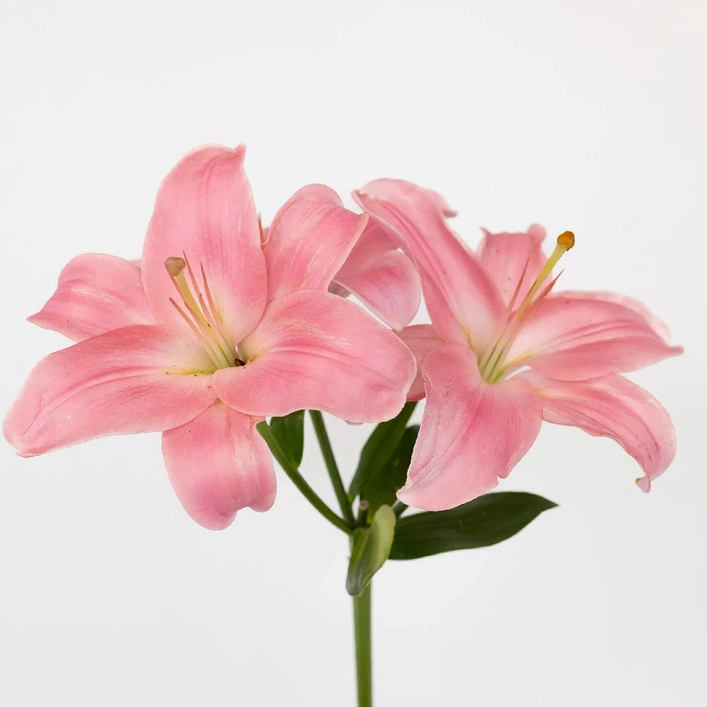 Indian Summerset Lilies Asiatic - alternative 1