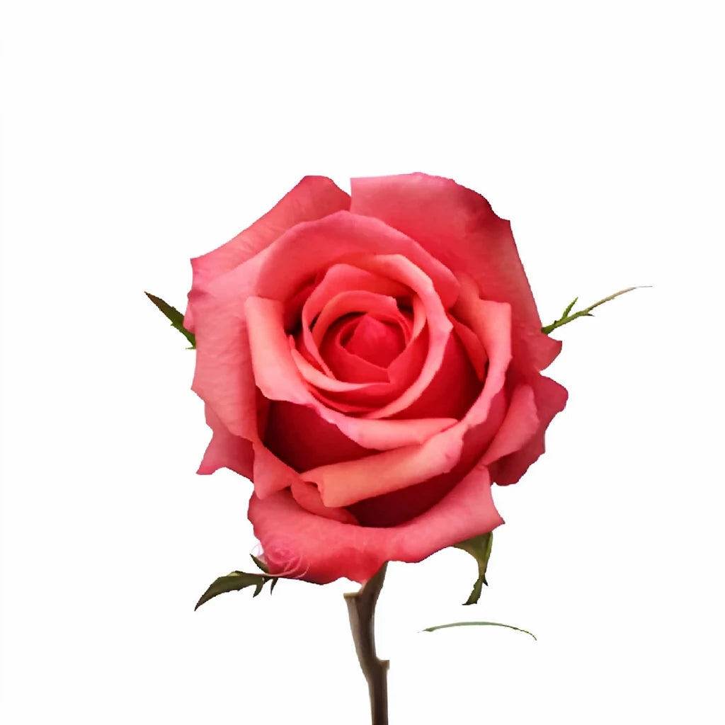 Murano Roses Standard - alternative 2