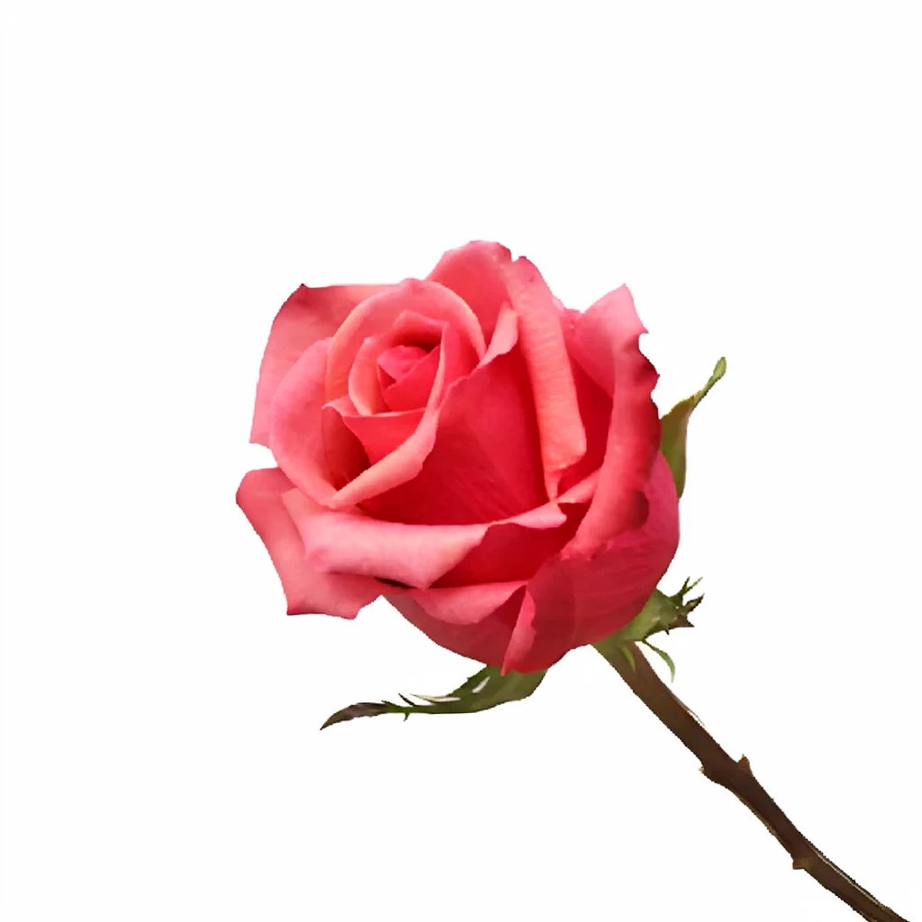 Murano Roses Standard - alternative 3