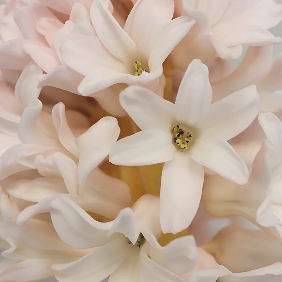 Blush Hyacinth - alternative 1