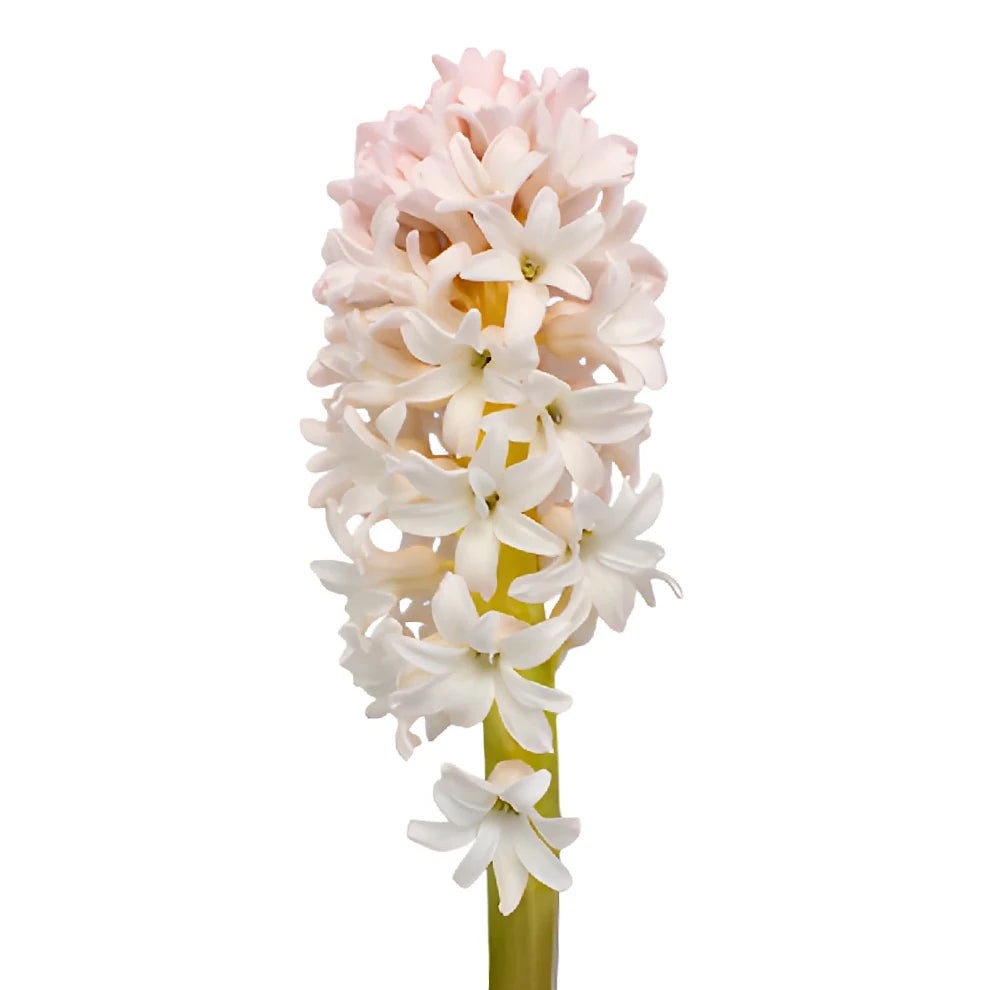 Blush Hyacinth - main