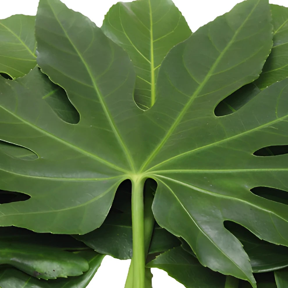 Aralia Greenery - alternative 2