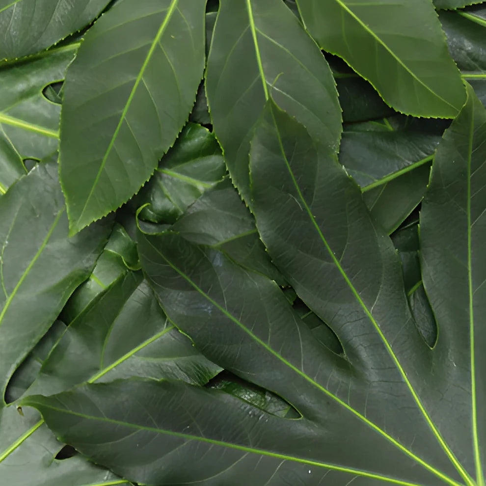 Aralia Greenery - main