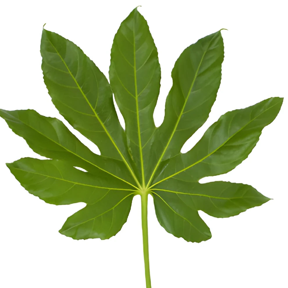 Aralia Greenery - alternative 1