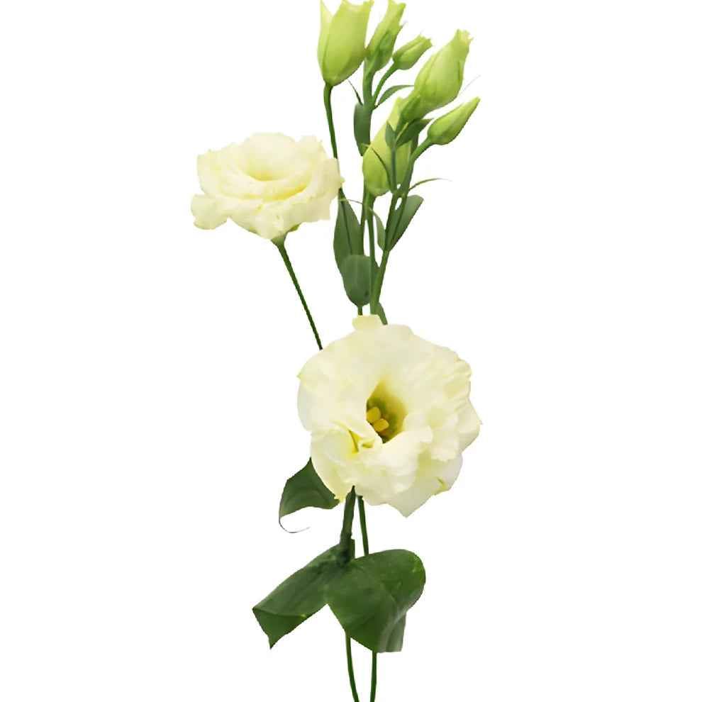 Champagne Lisianthus - main