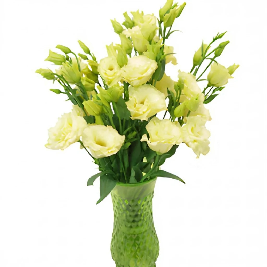 Champagne Lisianthus - alternative 2