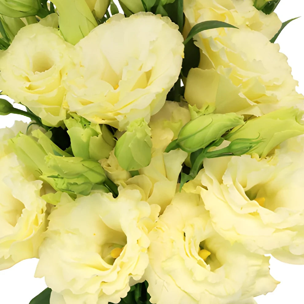 Champagne Lisianthus - alternative 1