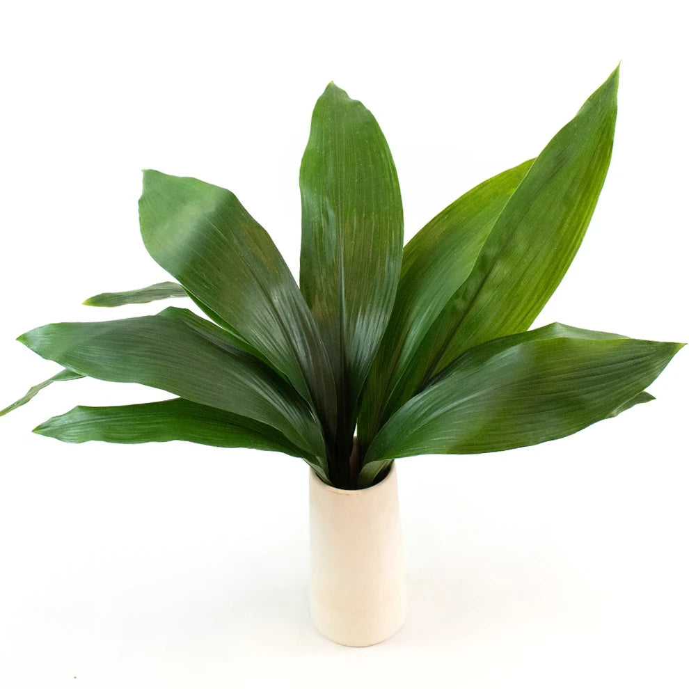 Aspidistra Greenery - alternative 2