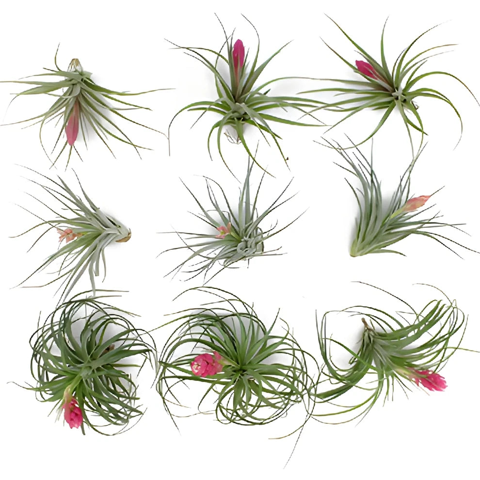 Assorted Airplants - alternative 1
