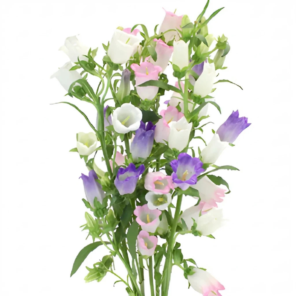 Assorted Campanulas - alternative 1