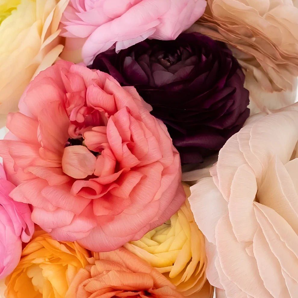 Purple Ranunculus - alternative 1