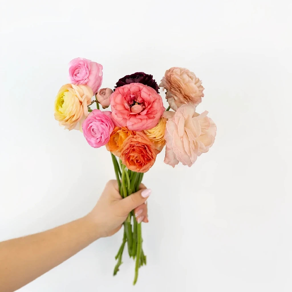 Purple Ranunculus - main
