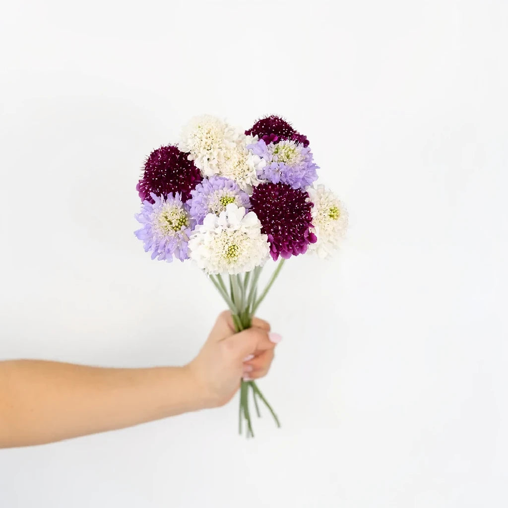 Assorted Scabiosa - alternative 1