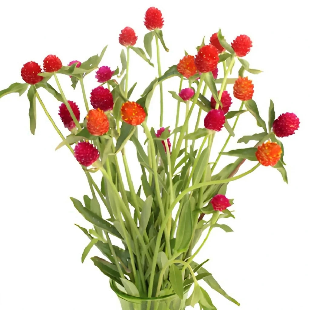 Assorted Gomphrena - alternative 1