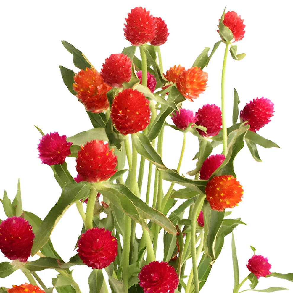 Assorted Gomphrena - main