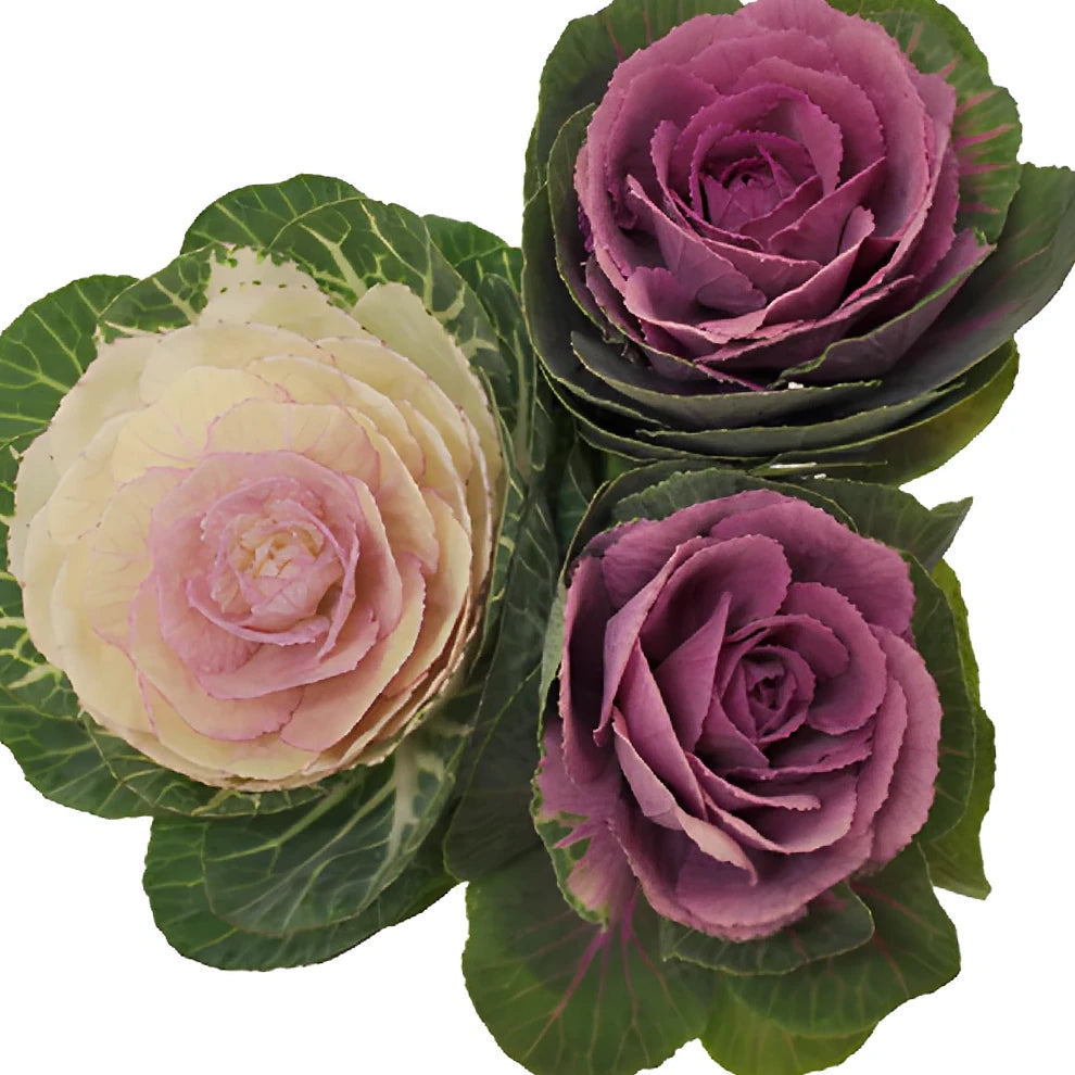 Assorted Kale - alternative 2