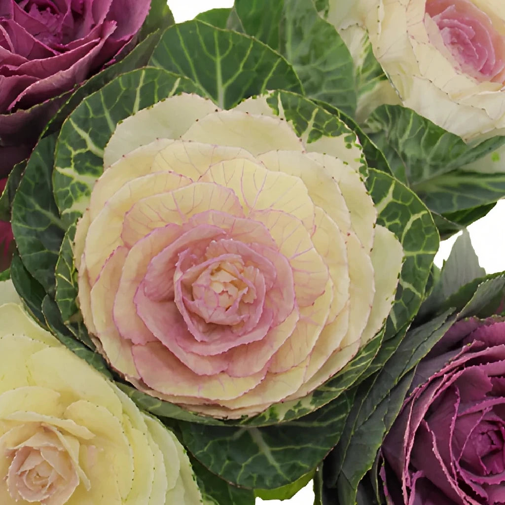 Assorted Kale - alternative 3