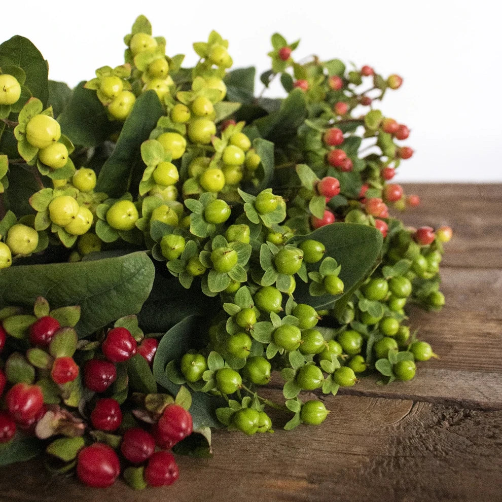 Hypericum Assorted Berries - alternative 2
